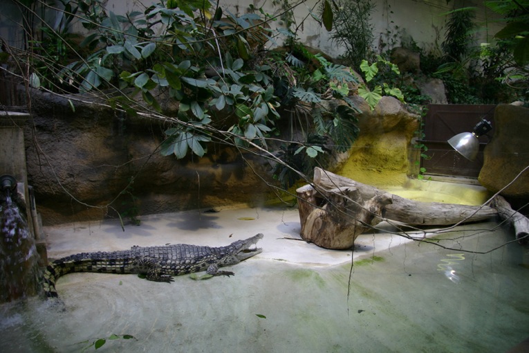 croco